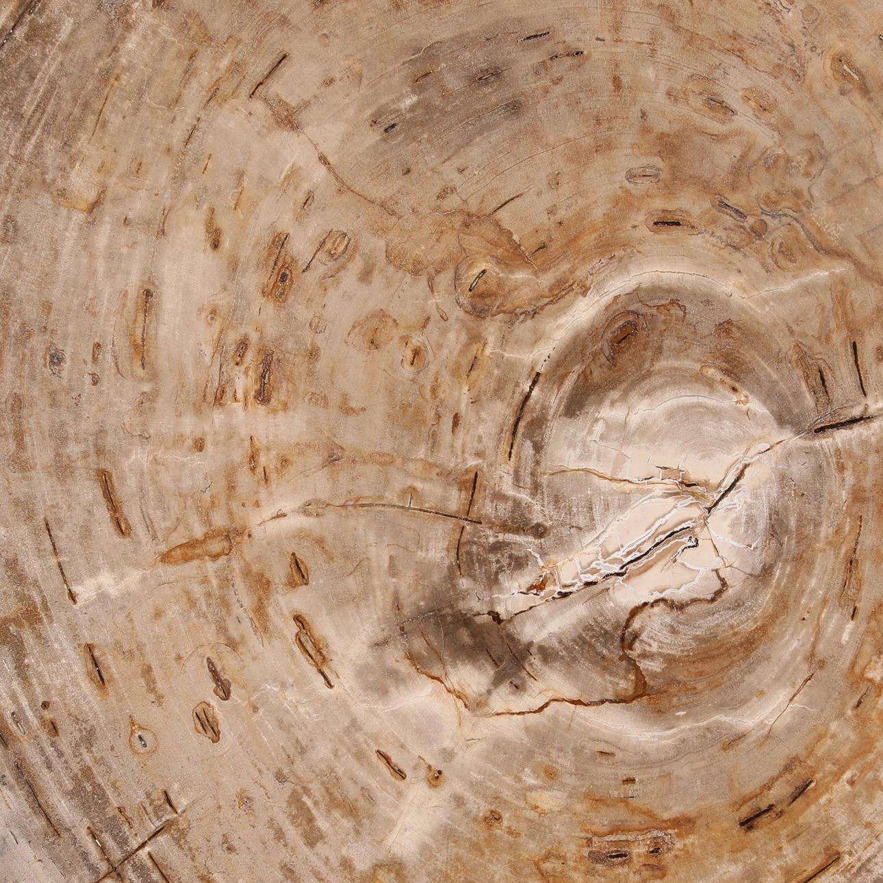 Light Natural and Bronze Petrified Wood and Stainless Steel Table 26.5 in Wide
