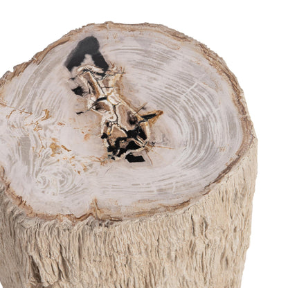 Coastal Birch Petrified Wood Accent & End Table Messi Table Collection