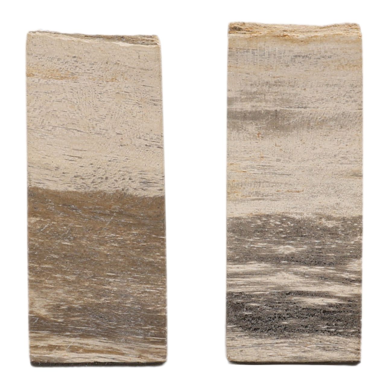 Natural Petrified Wood of 5 in Wide