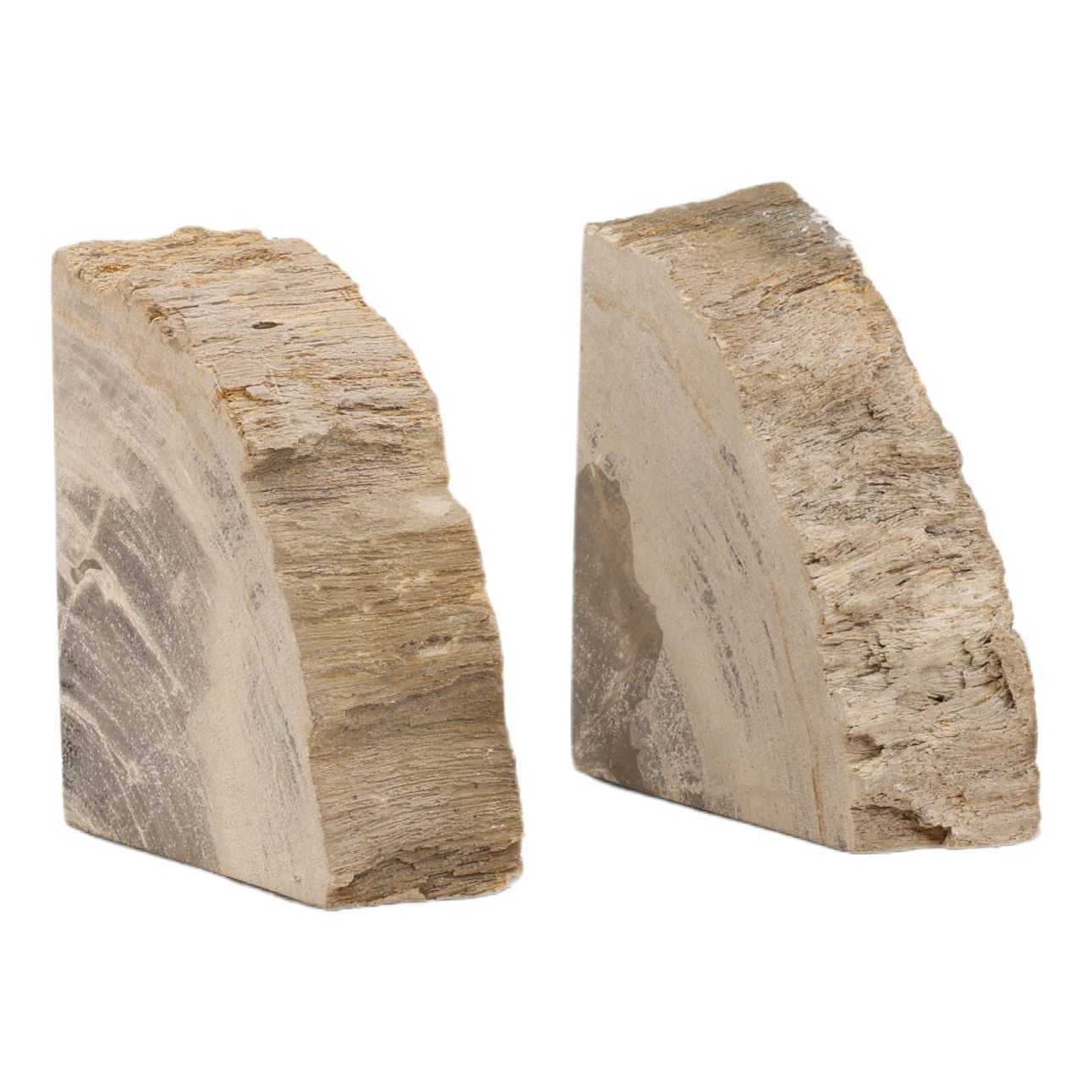 Natural Petrified Wood of 5 in Wide