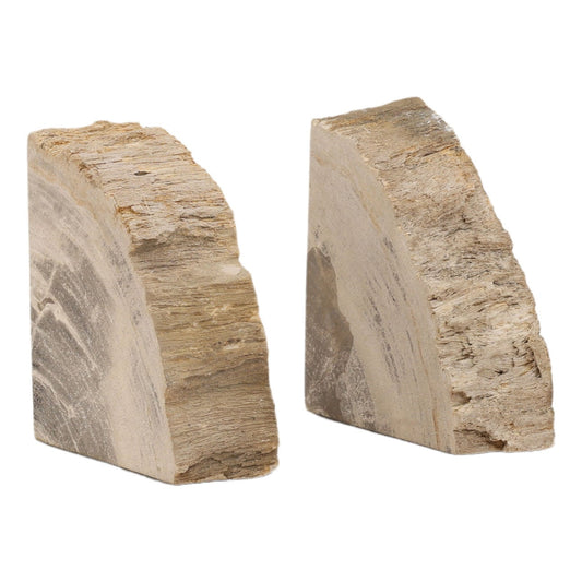 Natural Petrified Wood of 5 in Wide