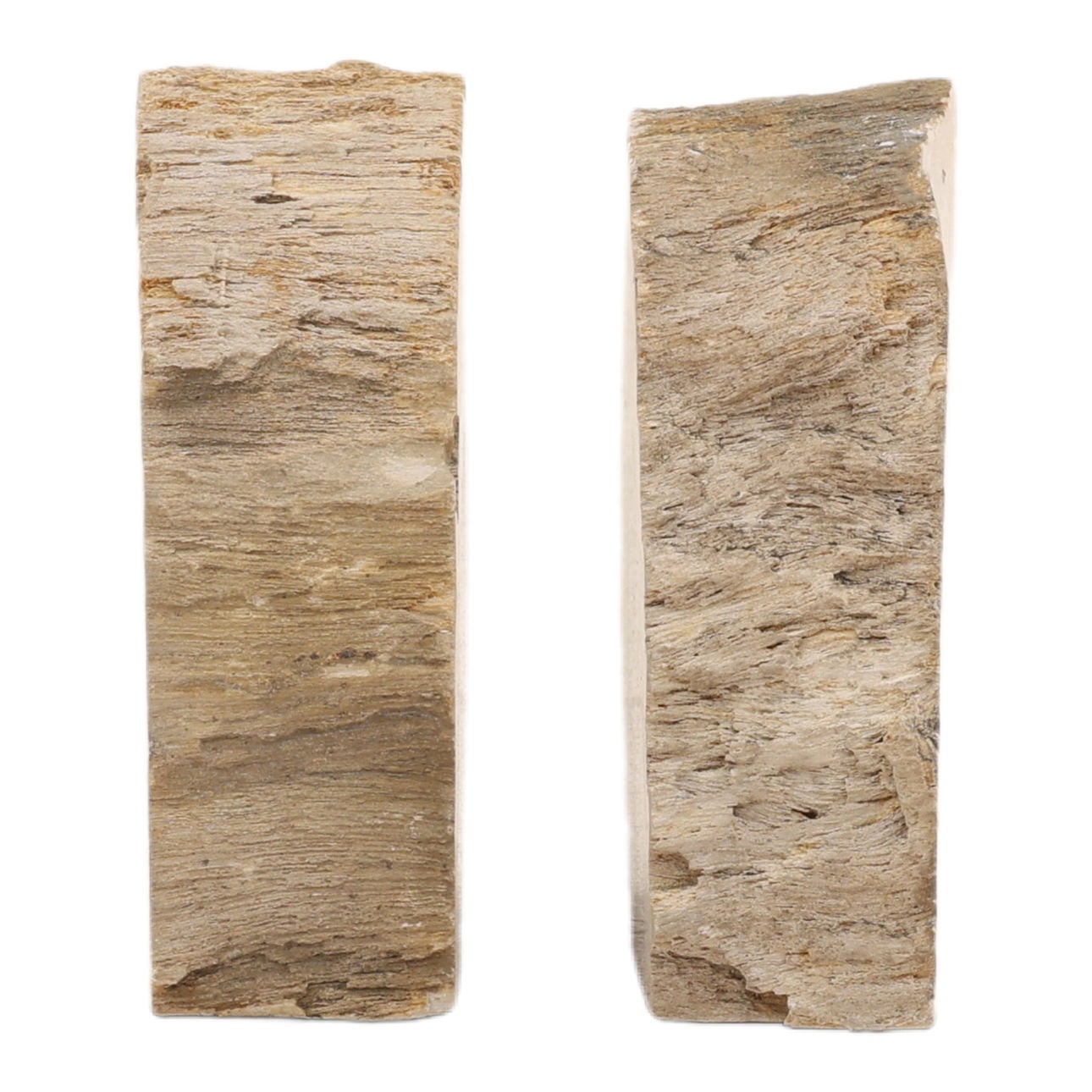 Natural Petrified Wood of 5 in Wide