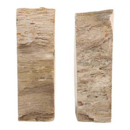 Natural Petrified Wood of 5 in Wide