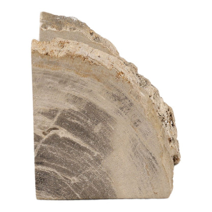 Natural Petrified Wood of 5 in Wide