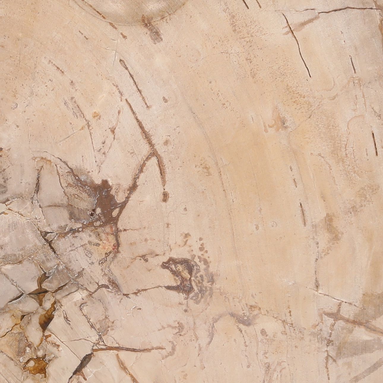 Natural Petrified Wood Table 25.5 in Wide