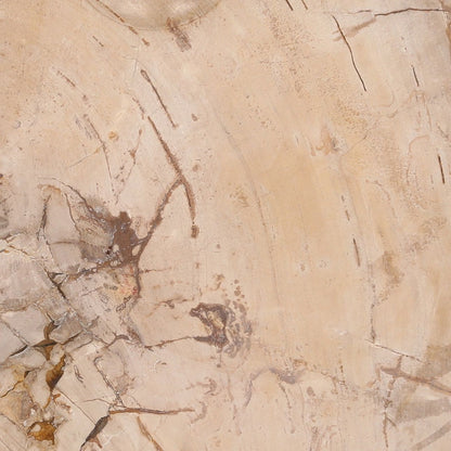 Natural Petrified Wood Table 25.5 in Wide