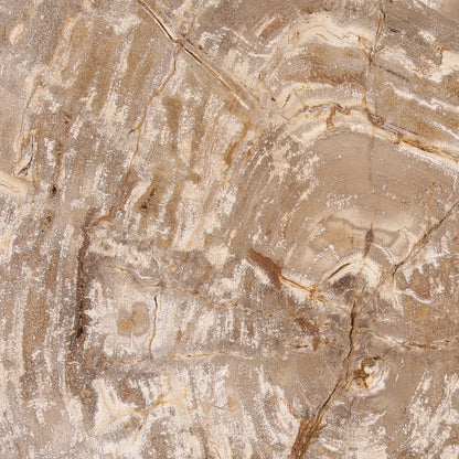 Natural Petrified Wood Table 25.5 in Wide