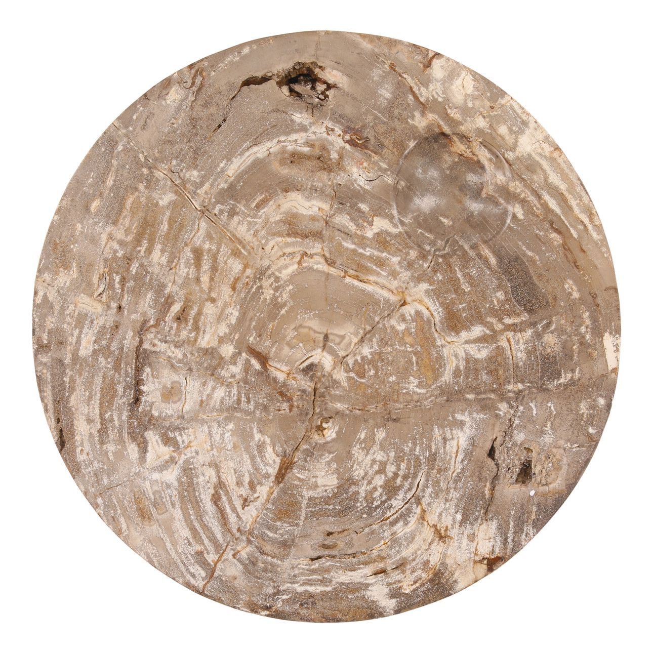 Natural Petrified Wood Table 25.5 in Wide