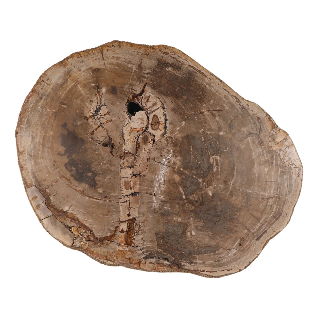 Light Natural Petrified Wood Table 32 in Wide