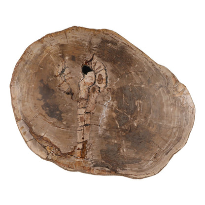 Light Natural Petrified Wood Table 32 in Wide