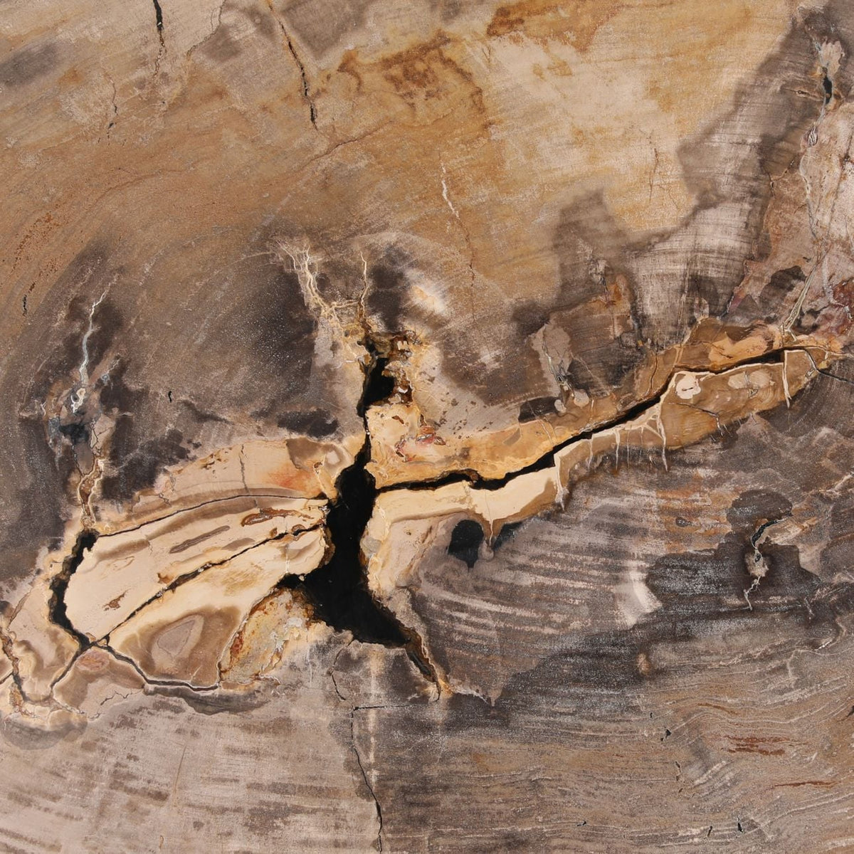 Modern Petrified Wood Coffee Table