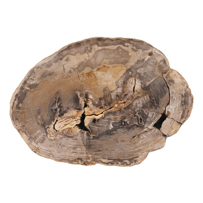 Modern Petrified Wood Coffee Table