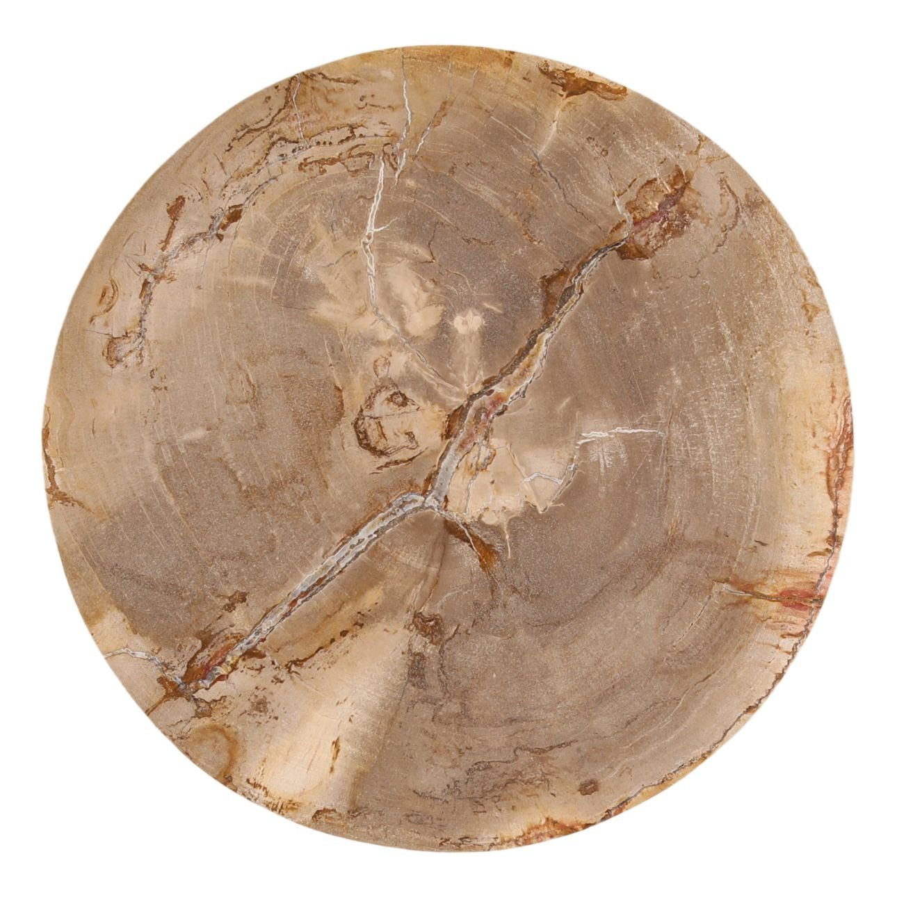 Light Natural and Bronze Petrified Wood and Stainless Steel Table 12.5 in Wide