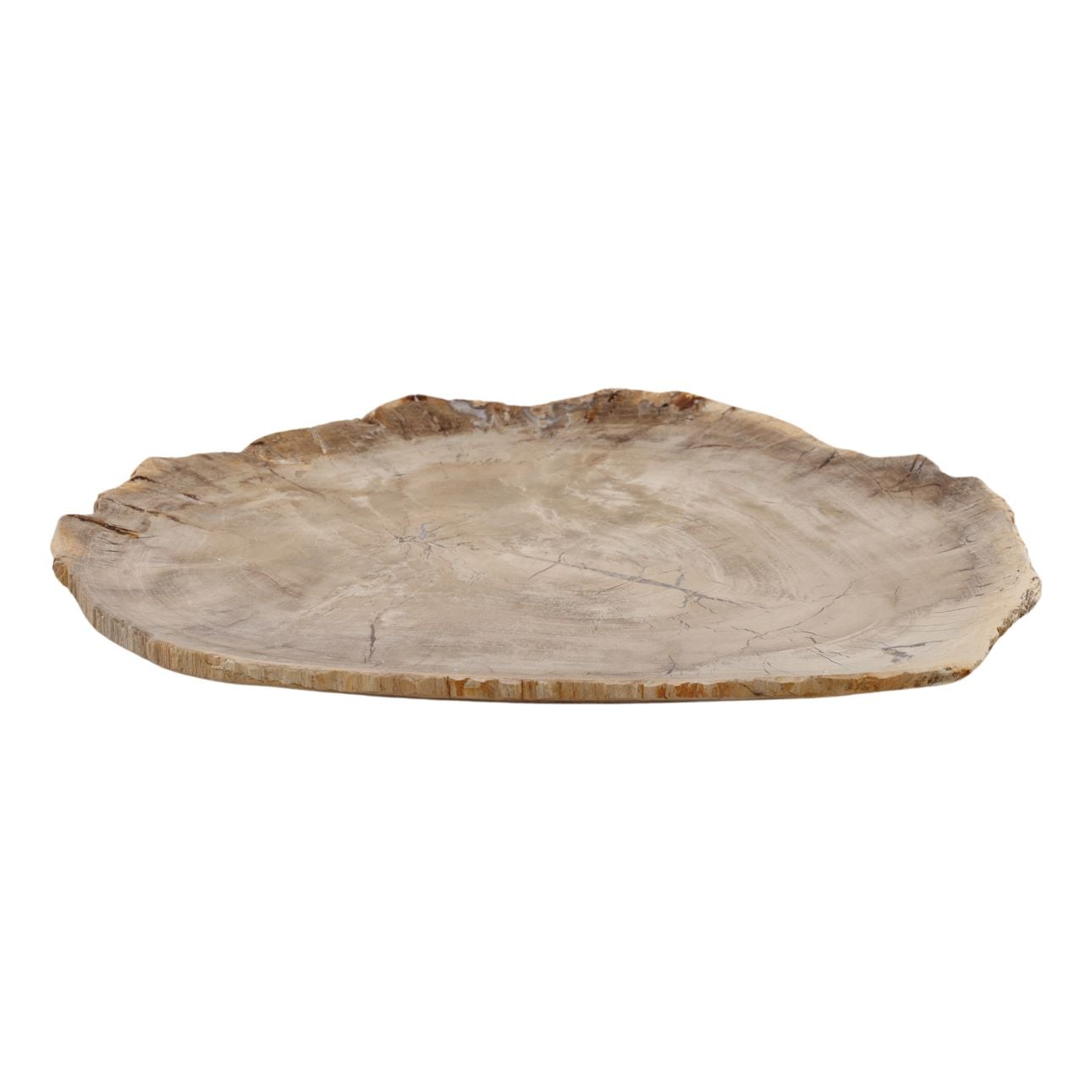 Light Natural Petrified Wood Tray 15 in Wide