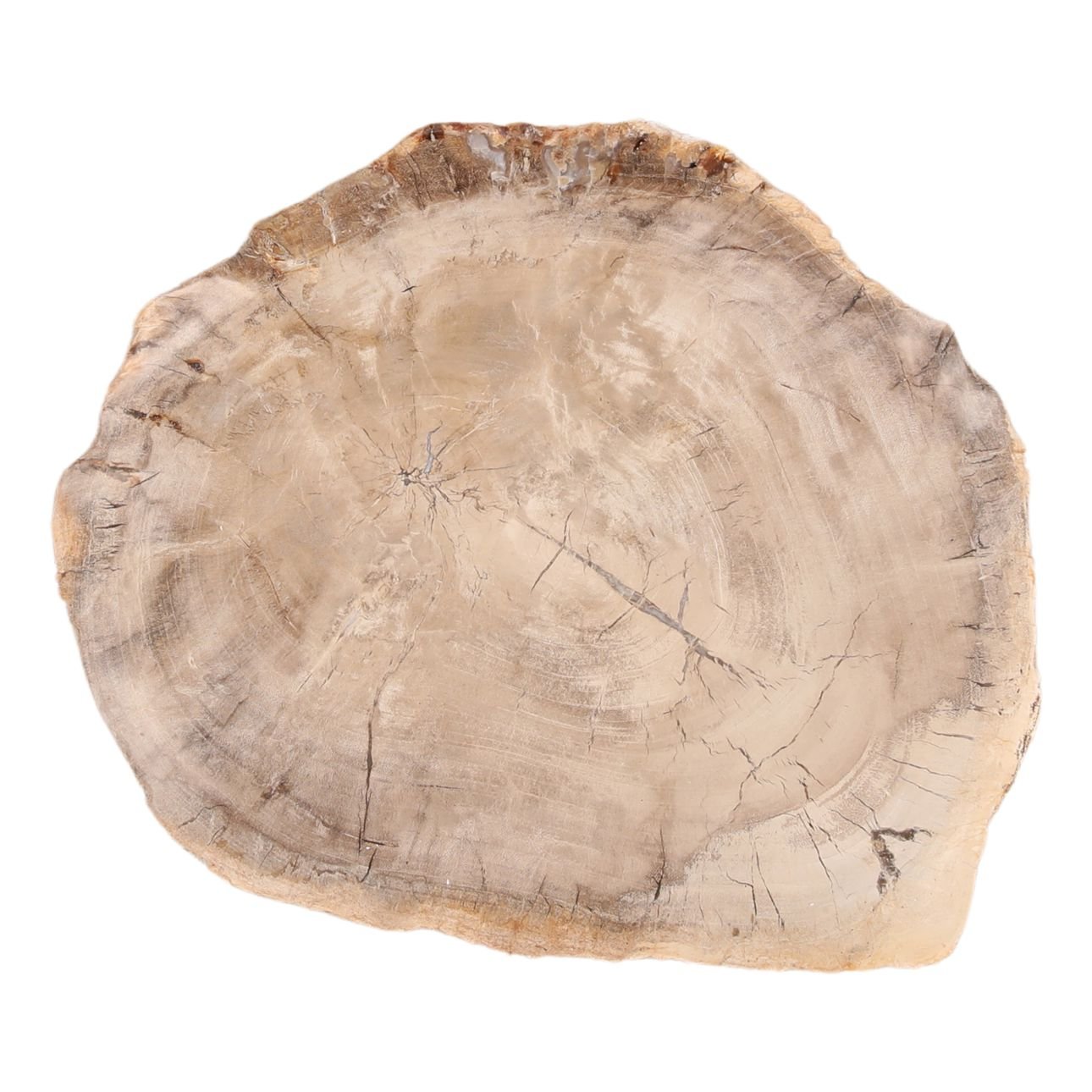 Light Natural Petrified Wood Tray 15 in Wide