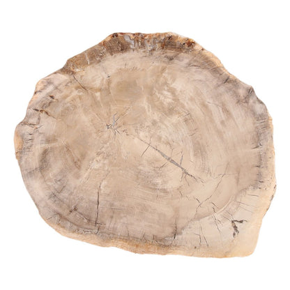 Light Natural Petrified Wood Tray 15 in Wide