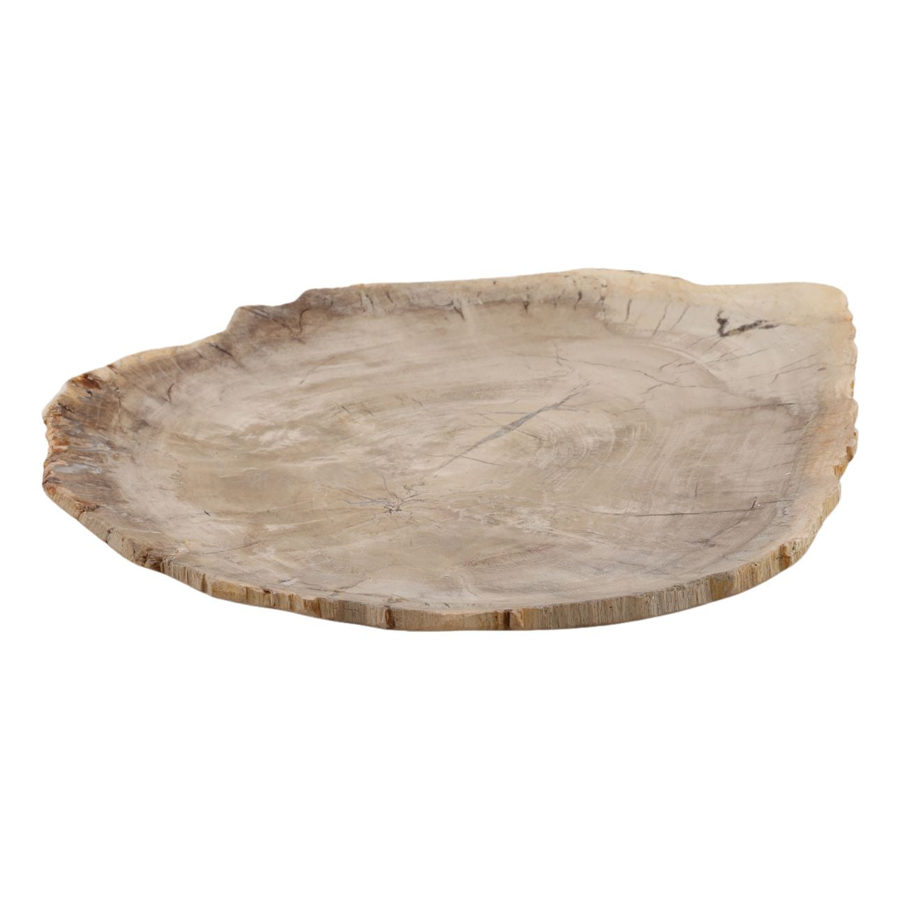 Light Natural Petrified Wood Tray 15 in Wide
