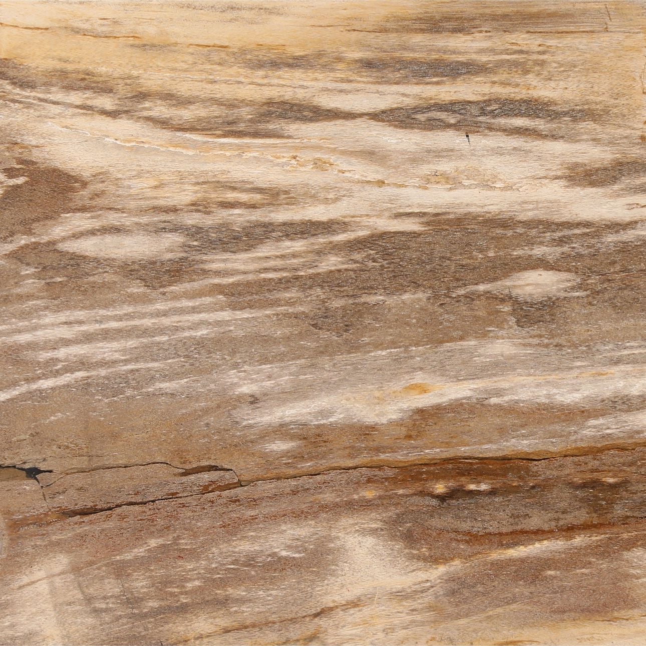 Light Natural and Bronze Petrified Wood and Stainless Steel Table 47 in Wide