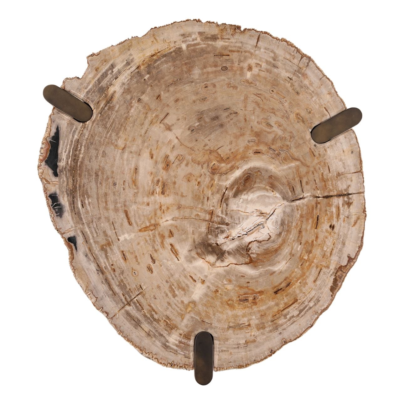 Light Natural and Bronze Petrified Wood and Stainless Steel Table 26.5 in Wide