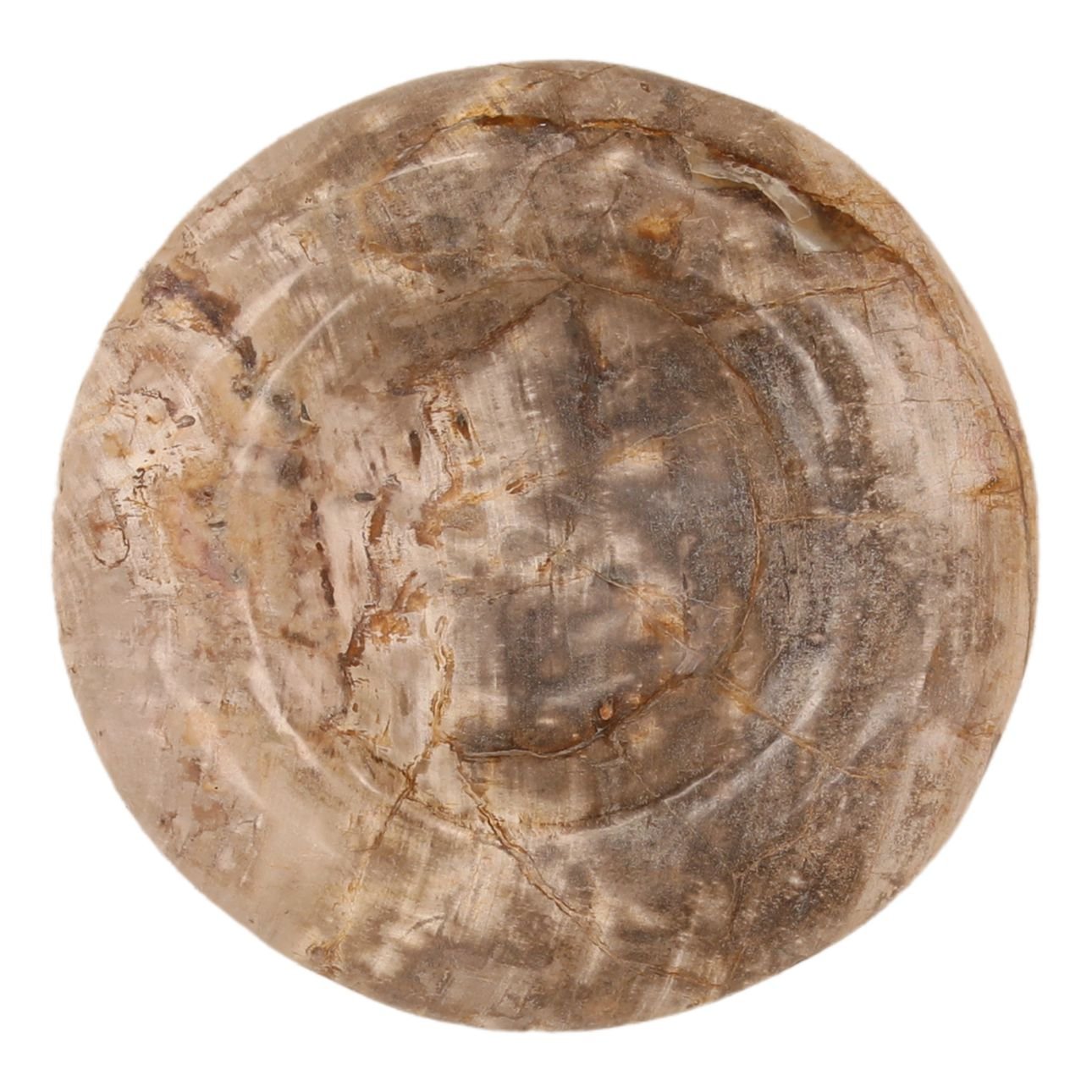 Natural Petrified Wood Tray 12 in Wide