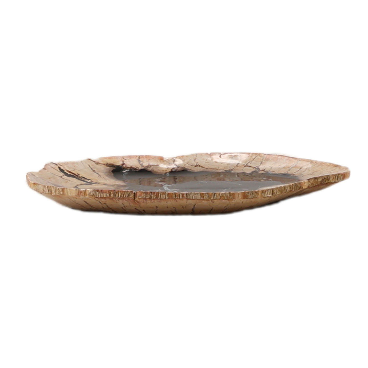 Natural and Black Petrified Wood Tray 14.5 in Wide