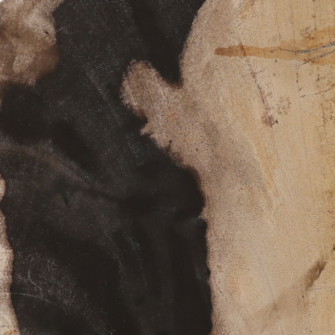 Black and Natural Petrified Wood Sculpture 8 in Wide