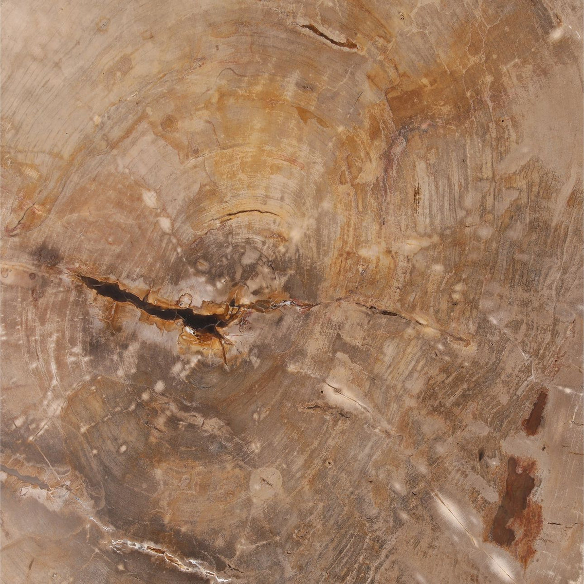 Heritage Petrified Wood and Metal Coffee Table