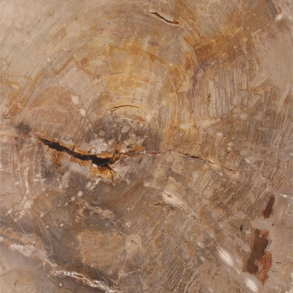 Heritage Petrified Wood and Metal Coffee Table