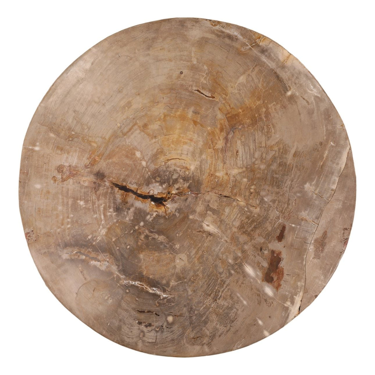 Heritage Petrified Wood and Metal Coffee Table