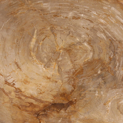 Curated Petrified Wood and Resin Coffee Table