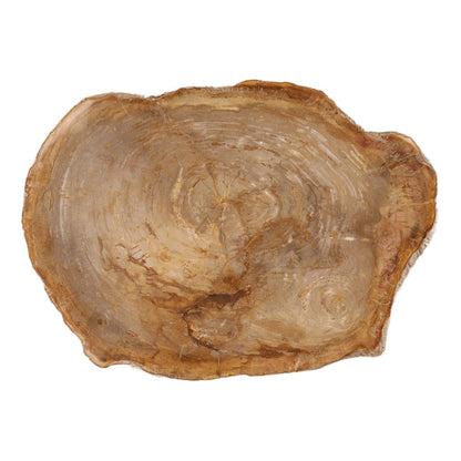Curated Petrified Wood and Resin Coffee Table