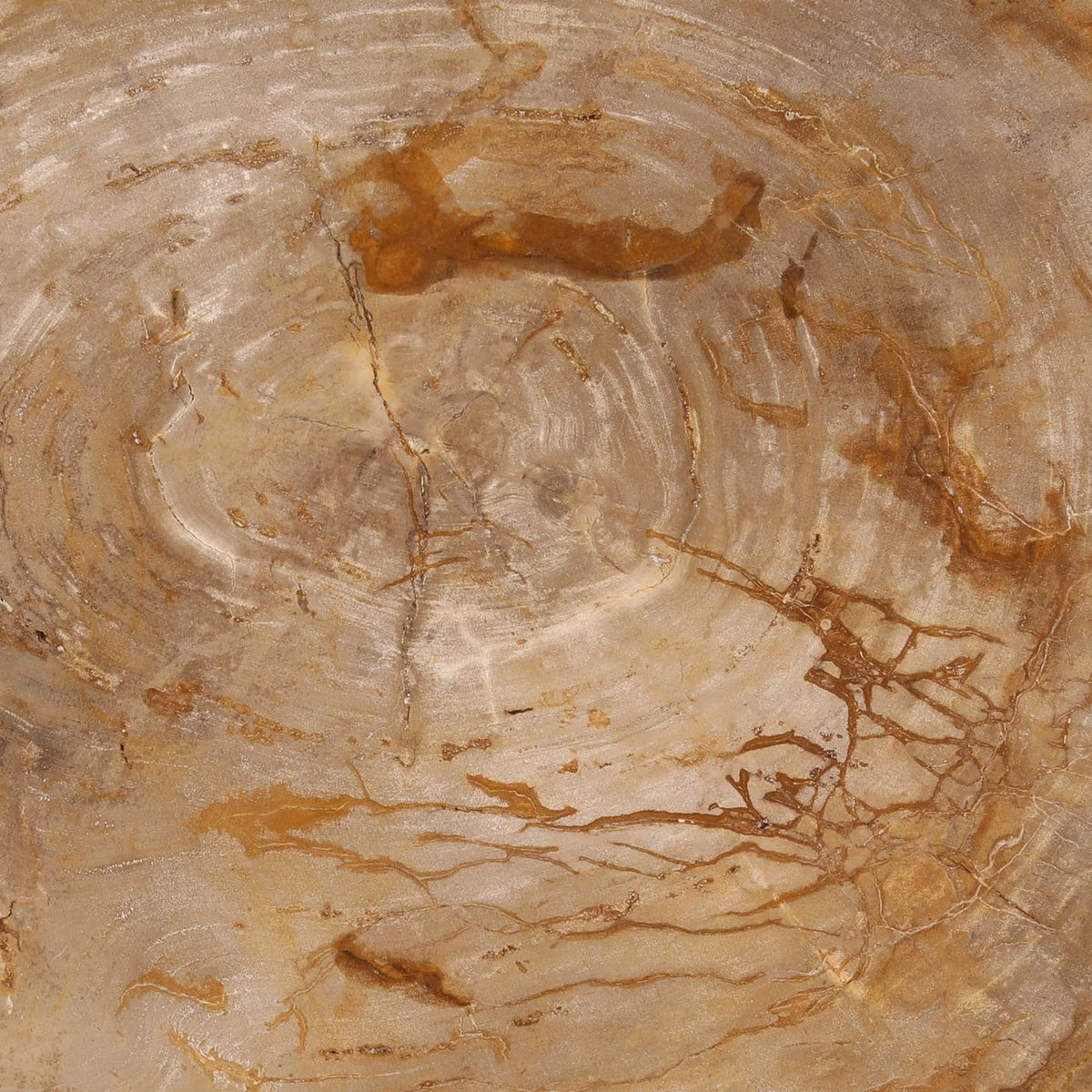 Curated Petrified Wood and Resin Coffee Table