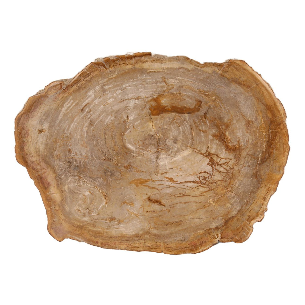 Curated Petrified Wood and Resin Coffee Table